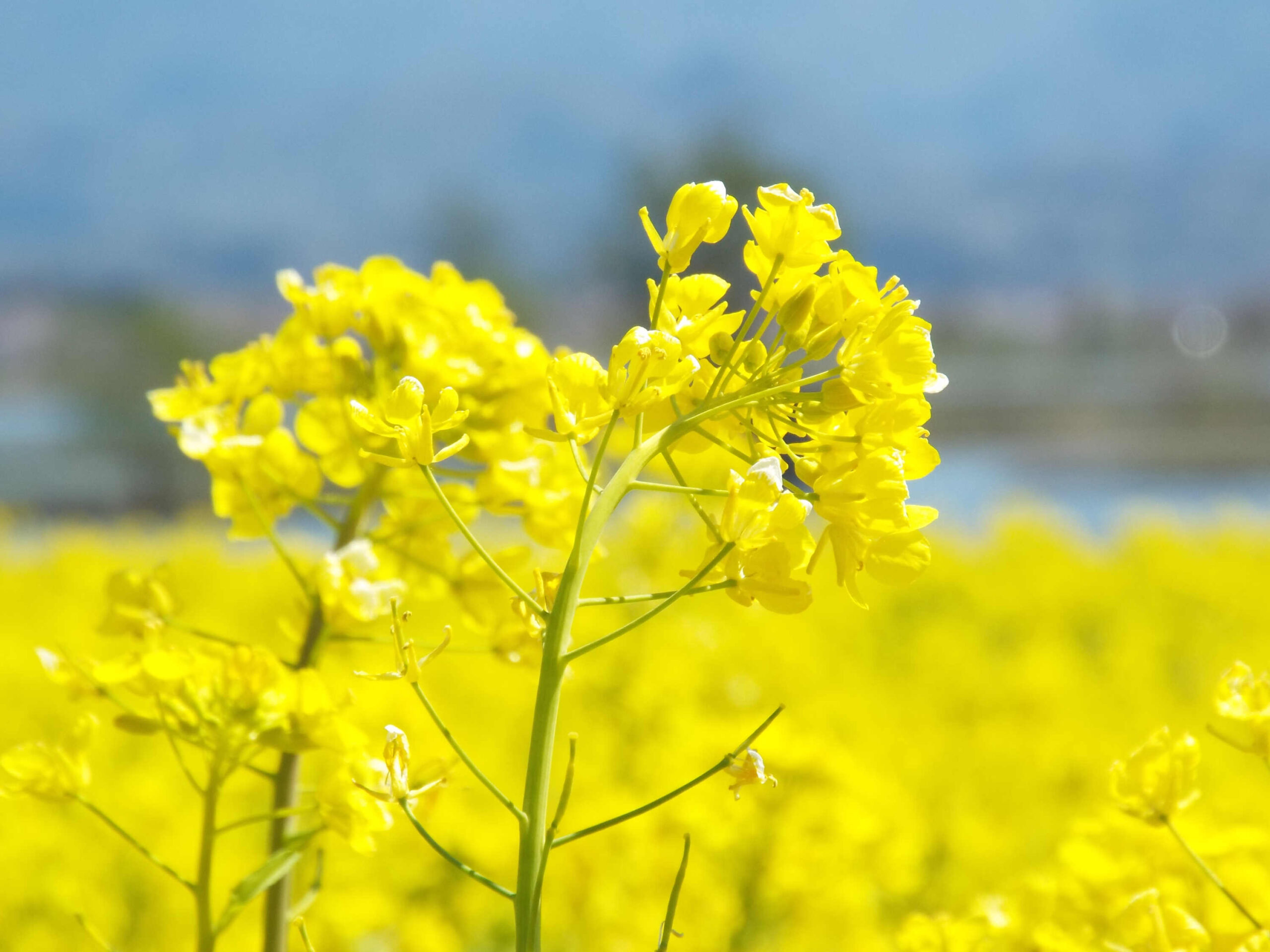 ビュー福島潟 ビュー福島潟<br>菜の花<br>福島潟は県都新潟市の東方に位置する湖沼です。面積は262haあり、潟と名のつく湖の中では新潟県内で最大です。五頭連峰を映す湖面と鳥や花や人が一体となって織りなす四季折々の新潟の原風景を今に残しています。<br />
この自然は「日本の自然百選」「にいがた景勝百選」「遊歩百選」などに選ばれています。福島潟はオオヒシクイやオニバスをはじめとして貴重な動植物が数多く生活しており、全国でも有数の自然豊かな場所です。(撮影:たかくわ企画)